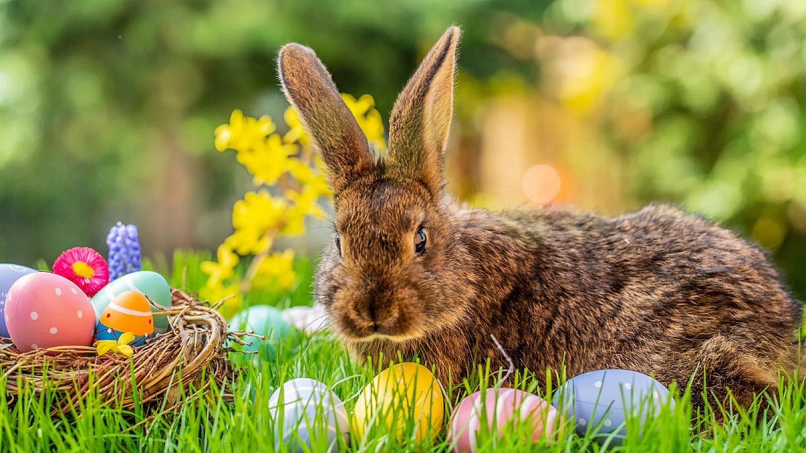 The Easter Bunny | PenPets